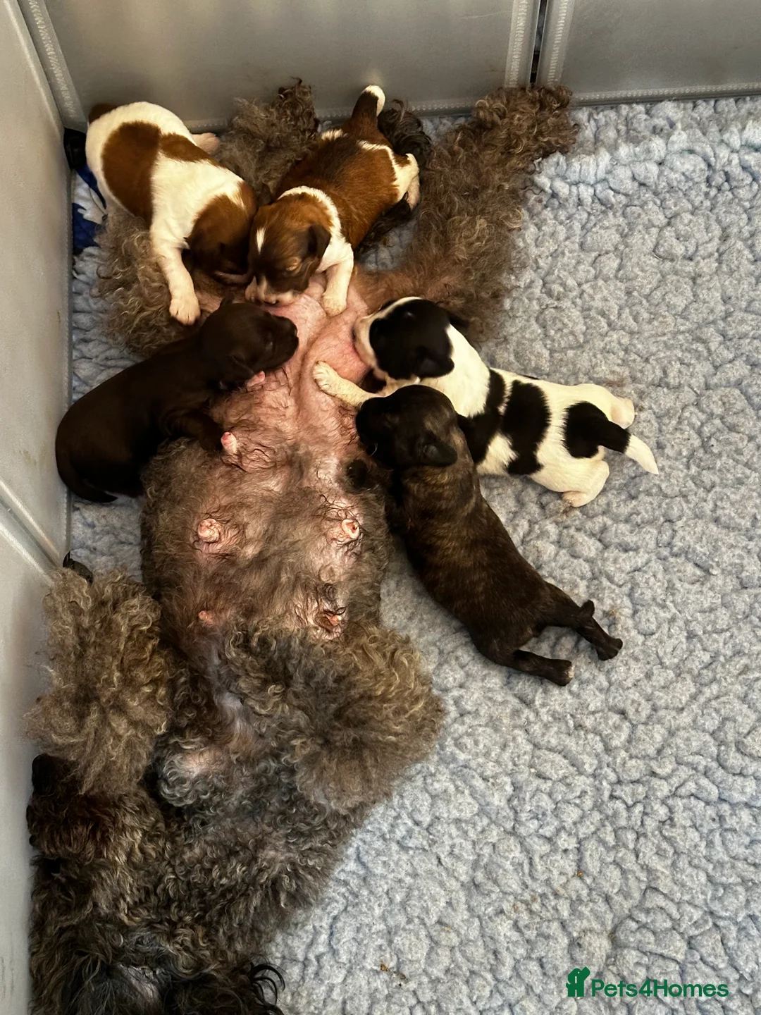 Schnoodle dogs for sale: Brindle boy Schnoodles  - Advert 21