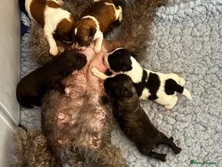 Schnoodle dogs Amazing litter of Schnoodle puppies. - Advert 4