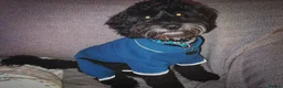 Cockapoo dogs for stud: ‼️PROVEN cockapoo stud available ‼️ - Advert 3