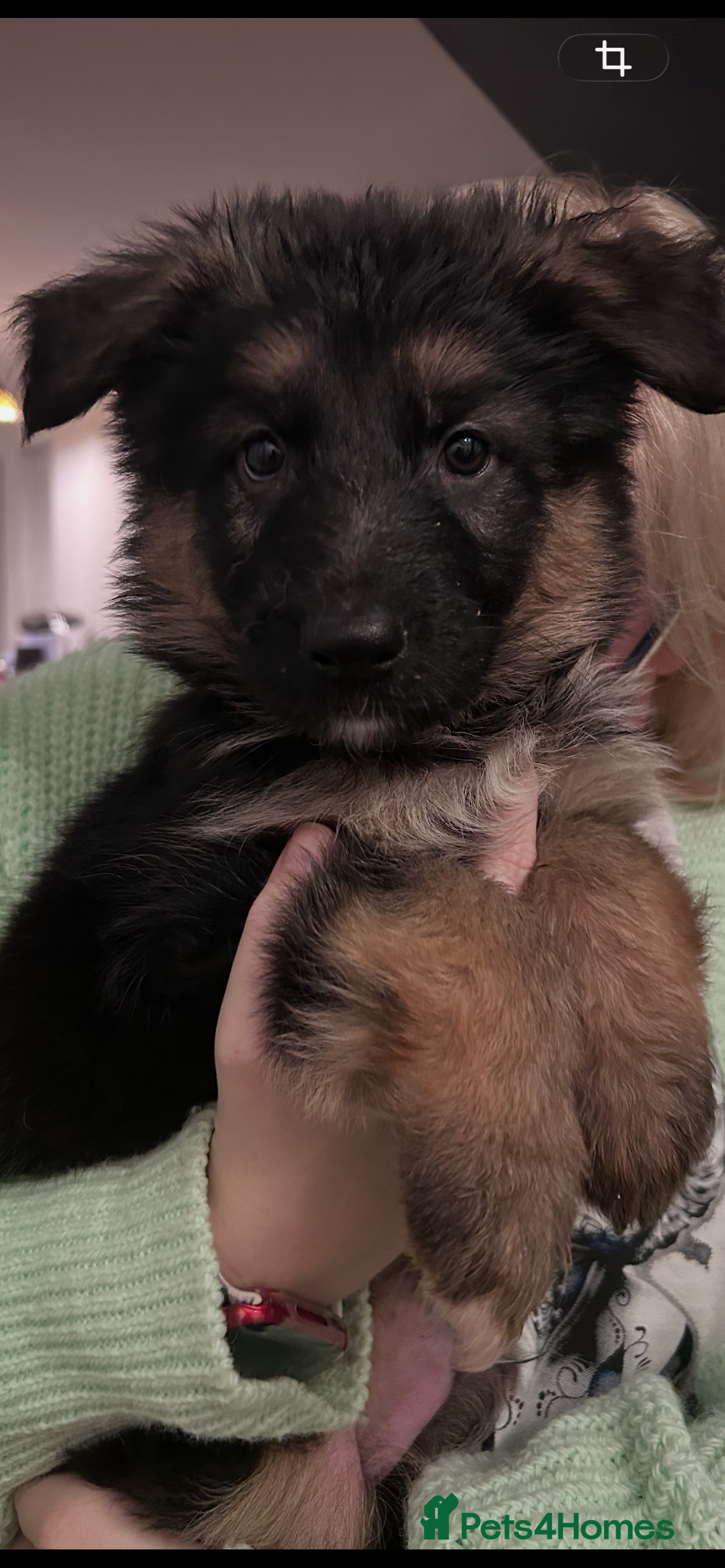 German Shepherd dogs Pure breed German shepherd puppies  - Advert 3