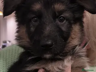 German Shepherd dogs Pure breed German shepherd puppies - Advert 3