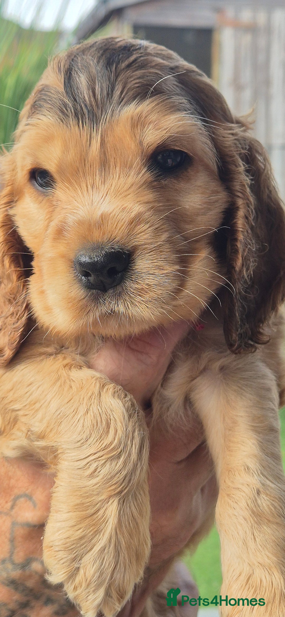 Cocker Spaniel dogs for sale: KC registered show cockers dna tested parents - Image 4