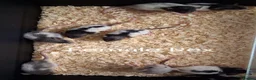 Rat rodents for sale: Baby Dumbo Rat's, Natural , Rex , Nakeds  - Advert 3