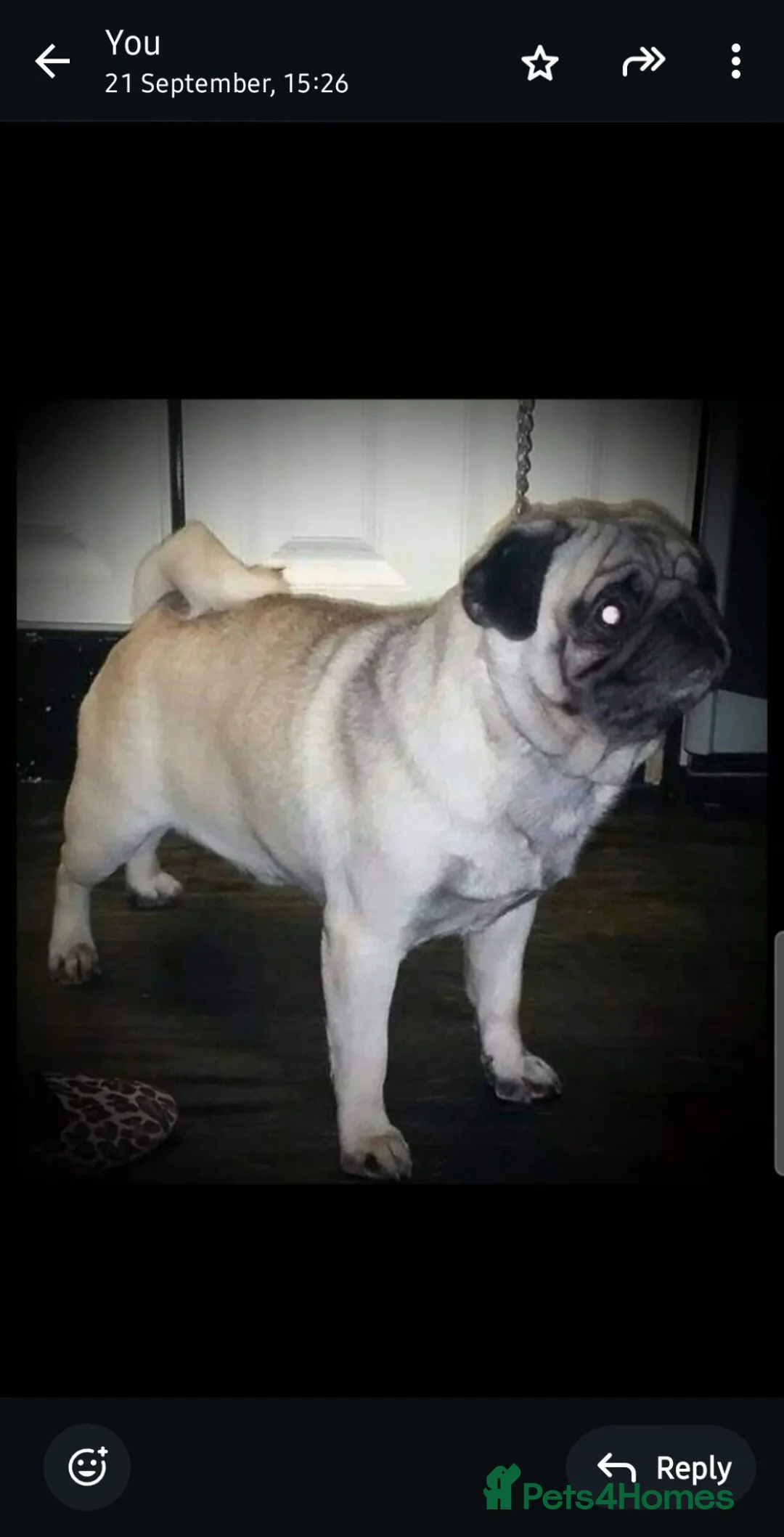 Frug dogs for sale: Amazing frug baby's  - Advert 12