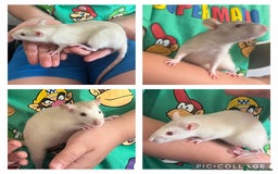 Rat rodents for sale: 4 Female Dumbo Rats + Cage - Image 1