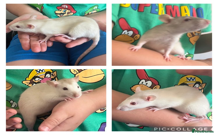 Rat rodents - Advert 1