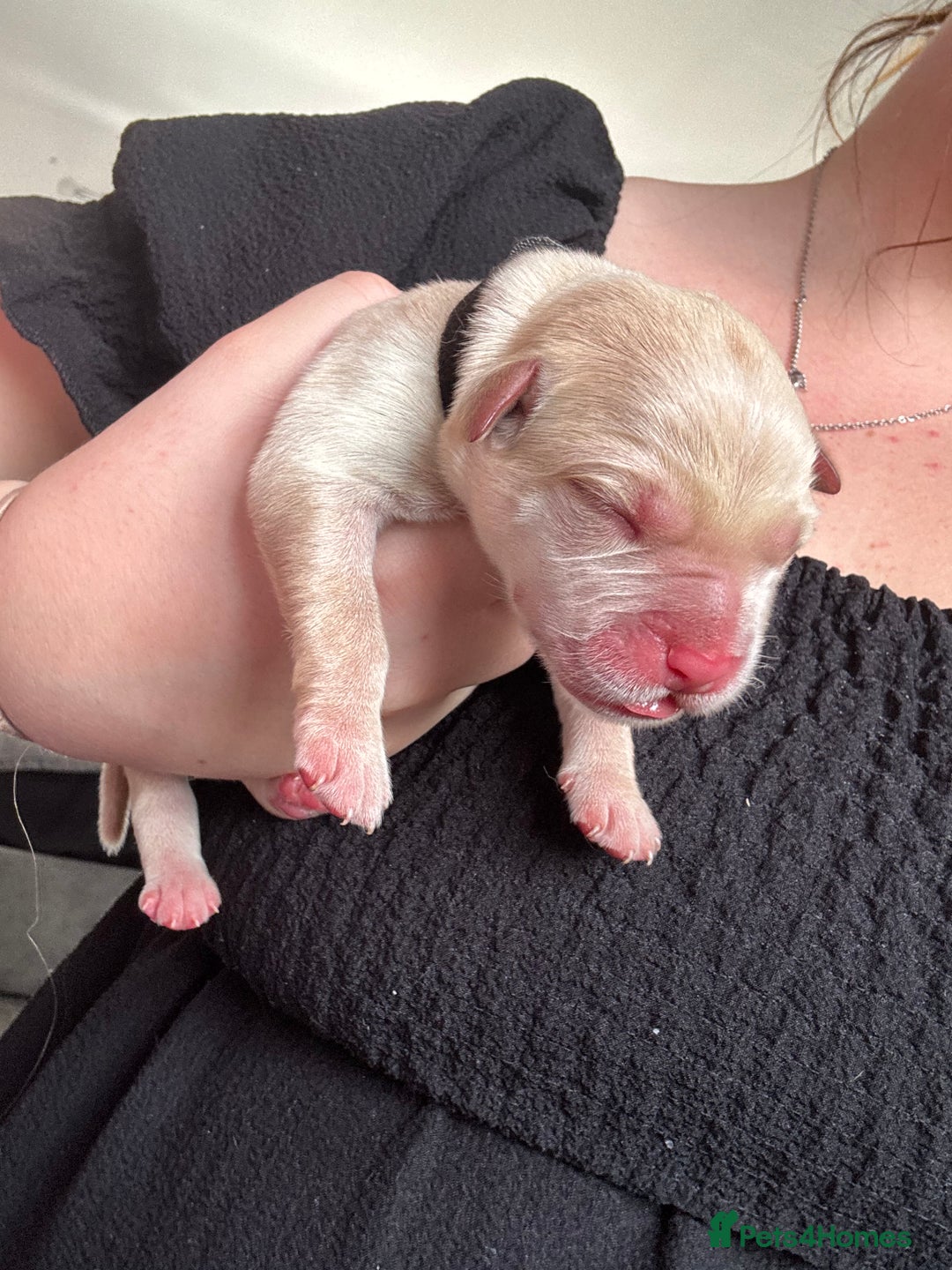 Mixed Breed dogs for sale: Mixed breed Labrador puppies  - Image 4