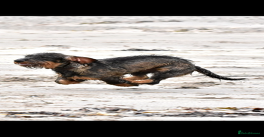 Dachshund dogs - Advert 15