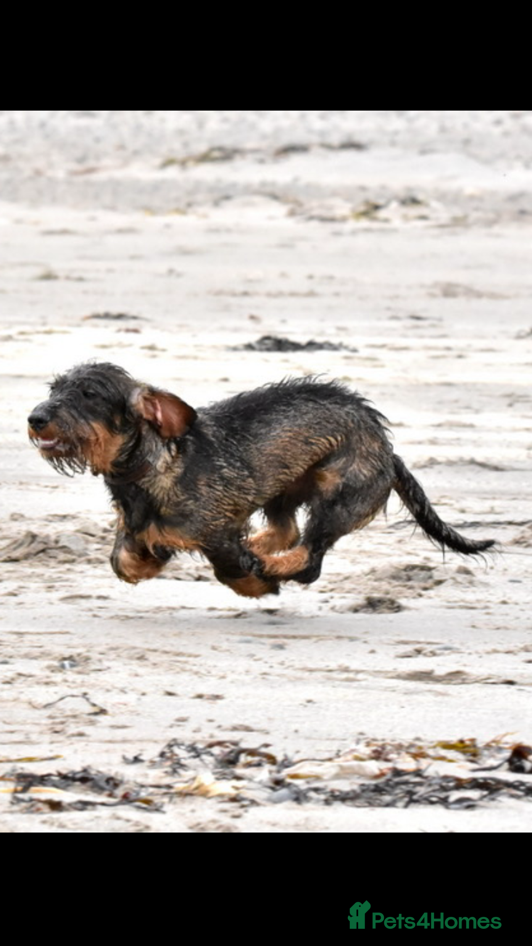 Dachshund dogs for sale: Working Teckel puppies for sale TWO ONLY LEFT - Image 2