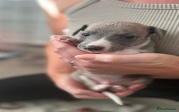 Whippet dogs for sale: Blue Whippet Puppies for Sale - Advert 5