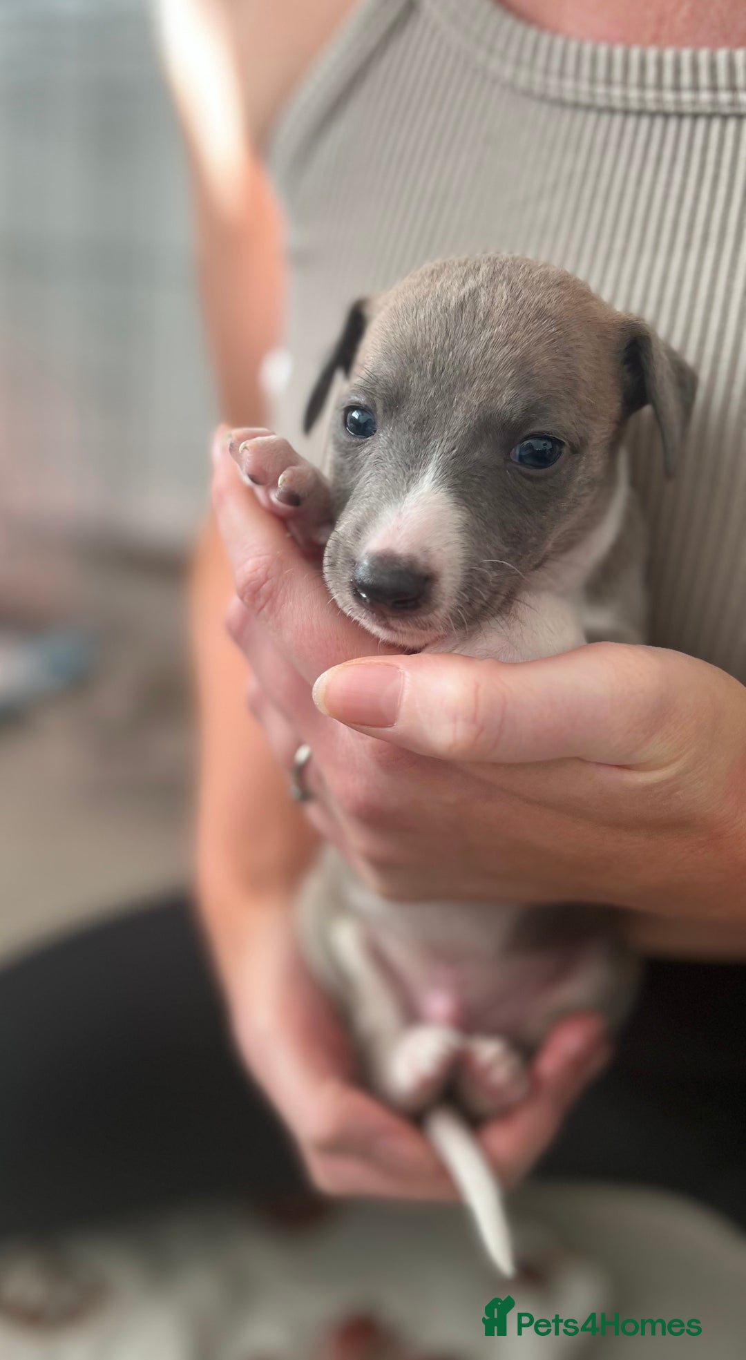 Whippet dogs for sale: Blue Whippet Puppies for Sale - Advert 5
