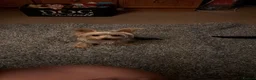 Yorkshire Terrier dogs for sale: Toy Yorkshire terrier  - Advert 1