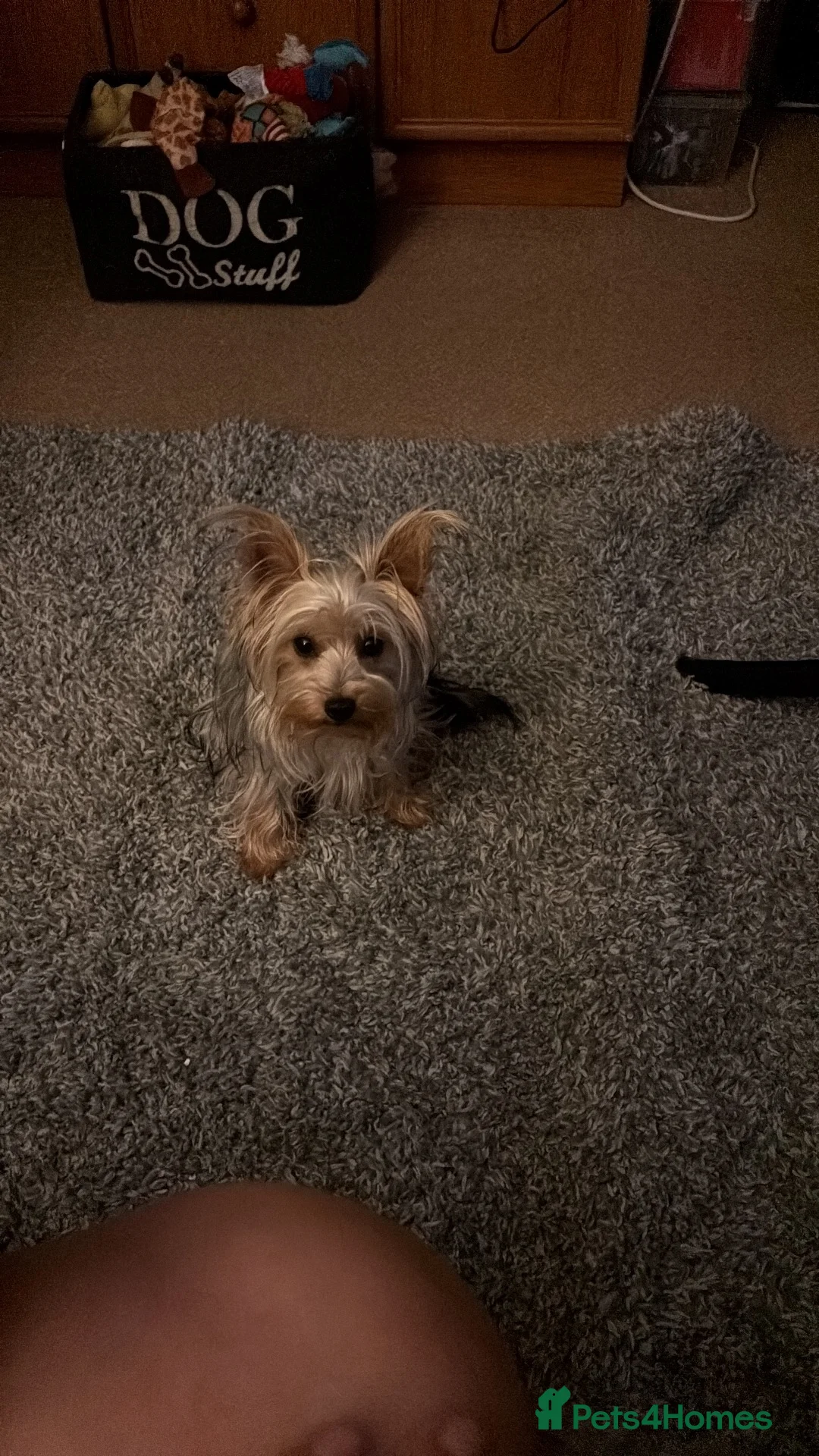 Yorkshire Terrier dogs for sale: Toy Yorkshire terrier  - Advert 1