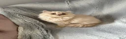 British Longhair cats for sale: Pedigree British Longhair Male  in Crewe - Advert 3