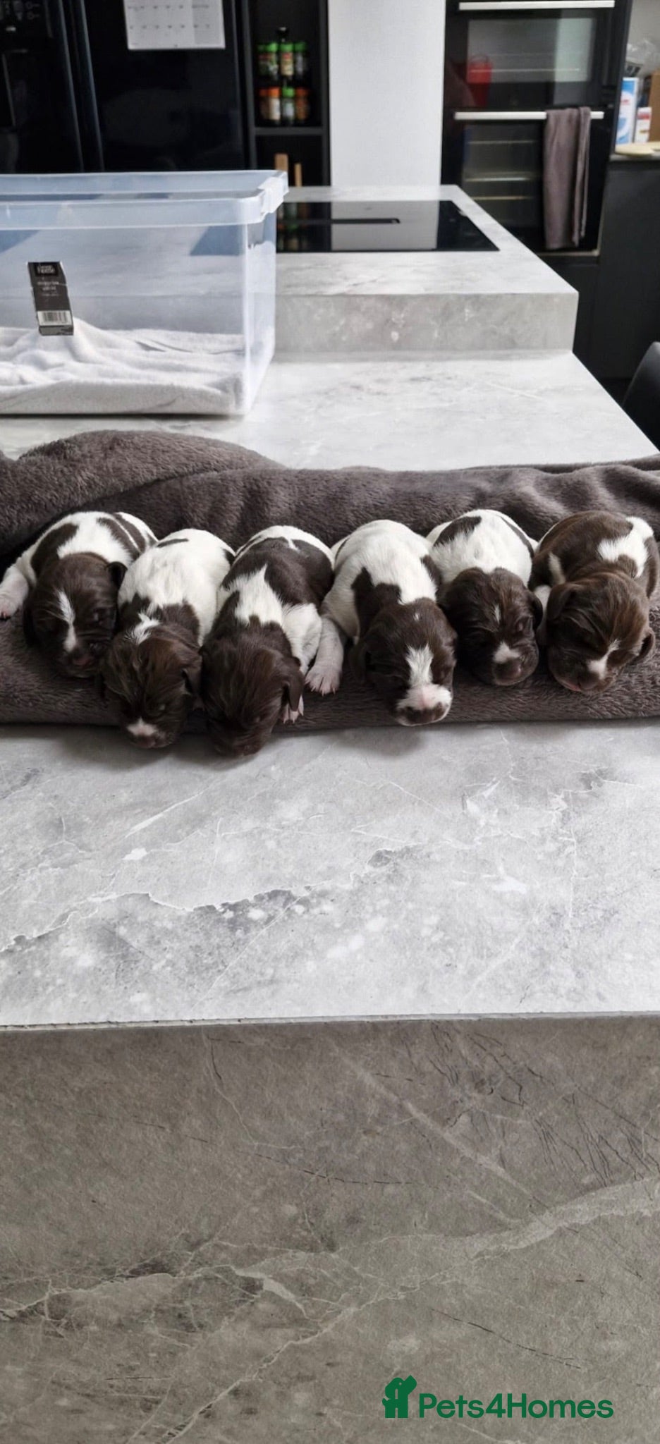 German Shorthaired Pointer dogs German Short Haired Pointer Puppies  - Advert 5