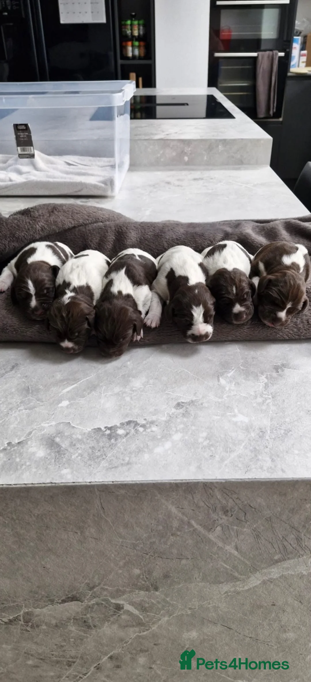 German Shorthaired Pointer dogs for sale: German Short Haired Pointer Puppies  - Advert 1