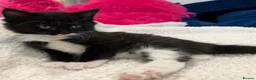 Mixed Breed cats for sale: Fluffy kittens for sale in West Byfleet - Advert 13