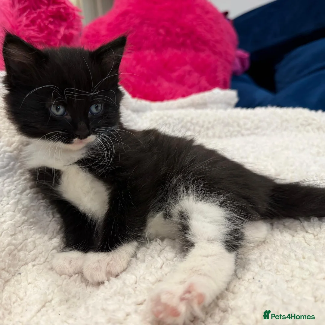 Mixed Breed cats for sale: Fluffy kittens for sale in West Byfleet - Advert 13