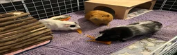 Guinea Pig rodents for sale: 💕 Guinea Pigs Looking for Loving Forever Homes 💕 in Croydon - Advert 2