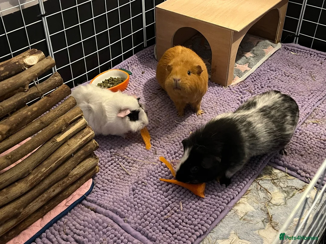 Guinea Pig rodents for sale: 💕 Guinea Pigs Looking for Loving Forever Homes 💕 in Croydon - Advert 2