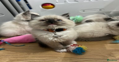 Ragdoll cats - Advert 13
