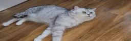 British Shorthair cats for sale: Blue eyed Golden British Shorthair female & male - Advert 12
