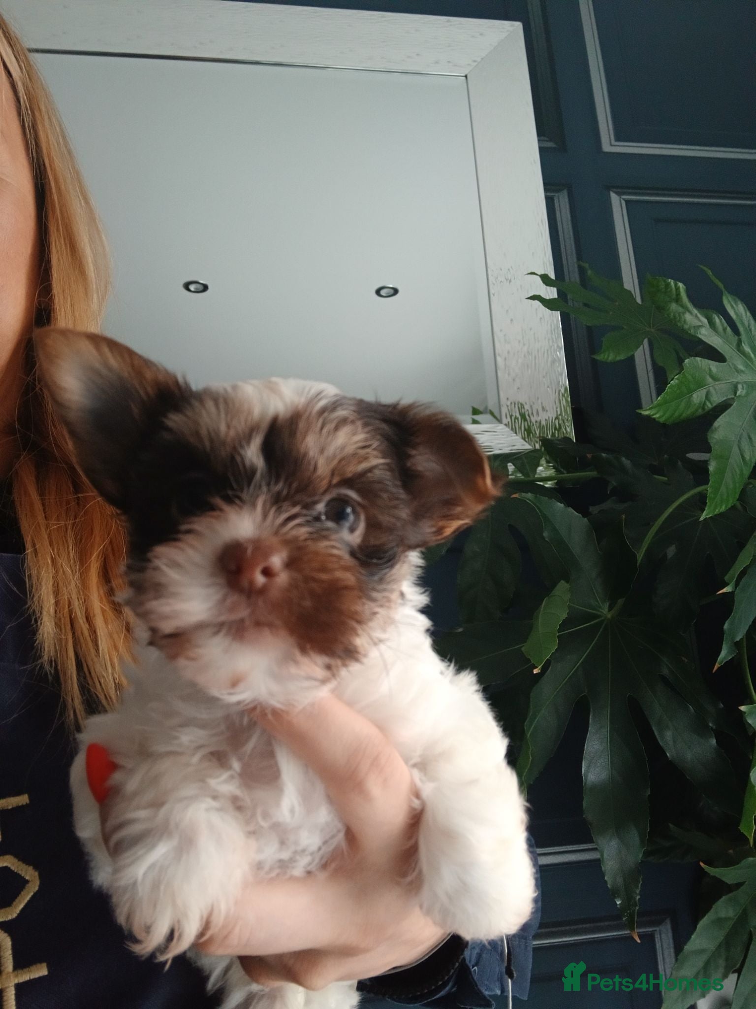 Biewer Terrier dogs Mini Purebred Biwer Yorkshire Terrier Puppies - Advert 2