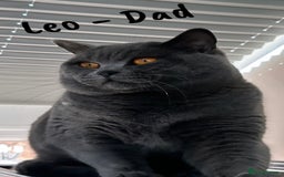 British Shorthair cats for sale: 🐾 Champion Line Blue BSH Kittens GCCF Active 🐾  - Image 30