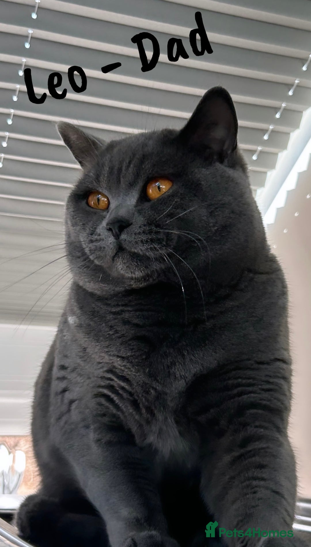British Shorthair cats for sale: 🐾 Champion Line Blue BSH Kittens GCCF Active 🐾  - Image 30