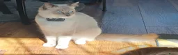 Ragdoll cats for sale: Gorgeous Ragdoll Kittens – 2 Boys, 2 Girls - Advert 3