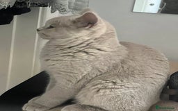 British Shorthair cats for sale: Beautiful male lilac british shorthair  - Image 7