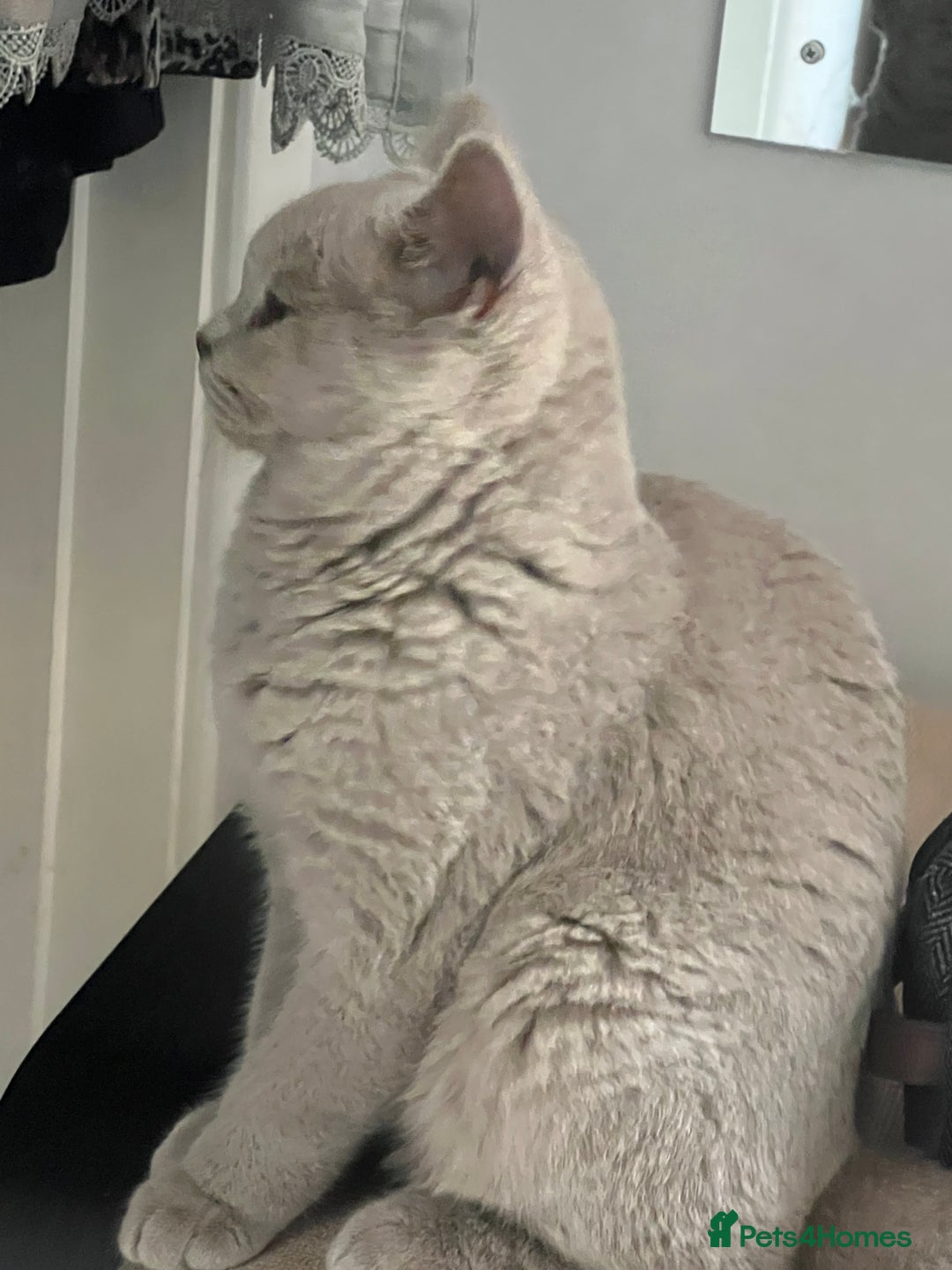 British Shorthair cats for sale: Beautiful male lilac british shorthair  - Image 7