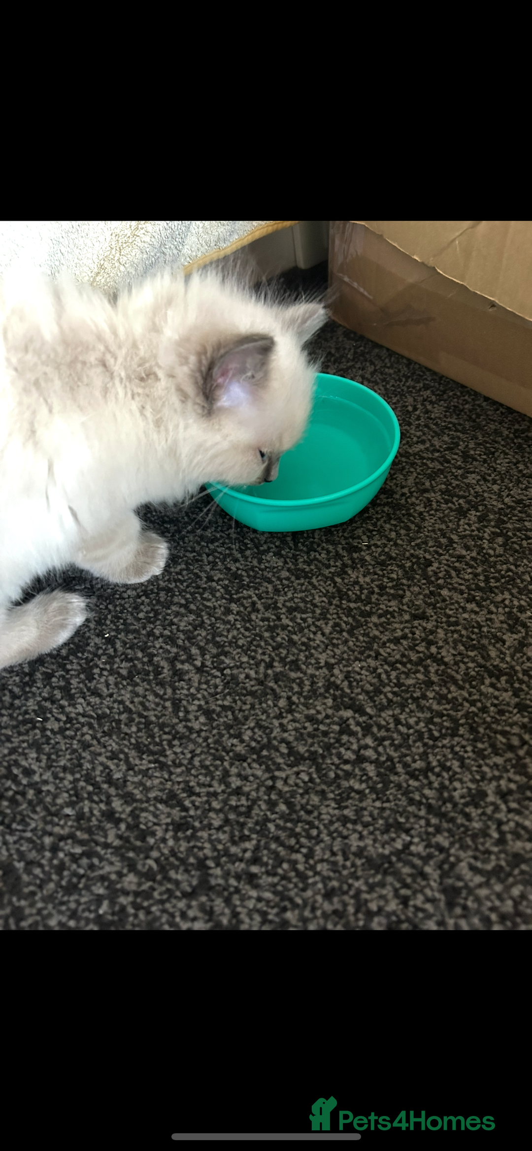 Ragdoll cats for sale: Ragdoll kittens - male - Advert 32