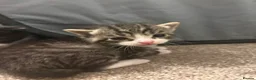 Mixed Breed cats for sale: Kittens ready to leave  - Advert 10