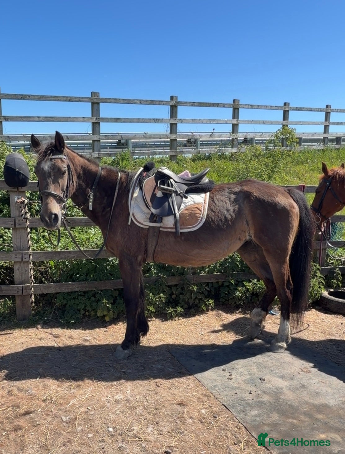 Other Breed horses Welsh part breed mare 15h - Advert 12