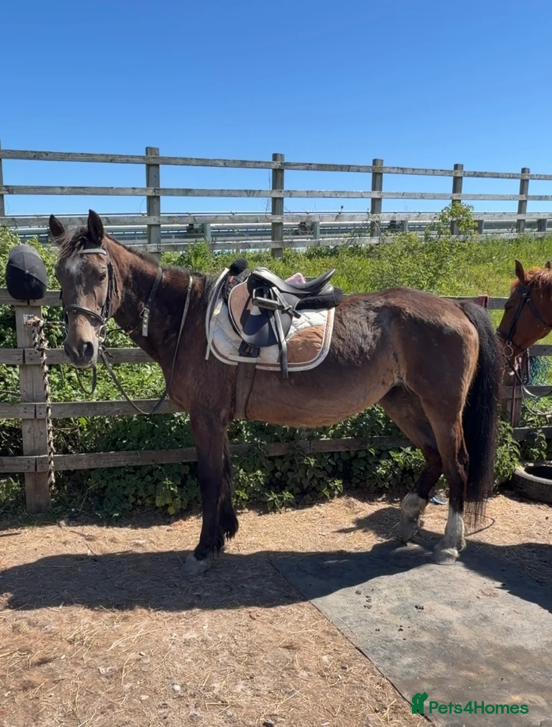 Other Breed horses for sale: Welsh part breed mare 15h - Advert 1