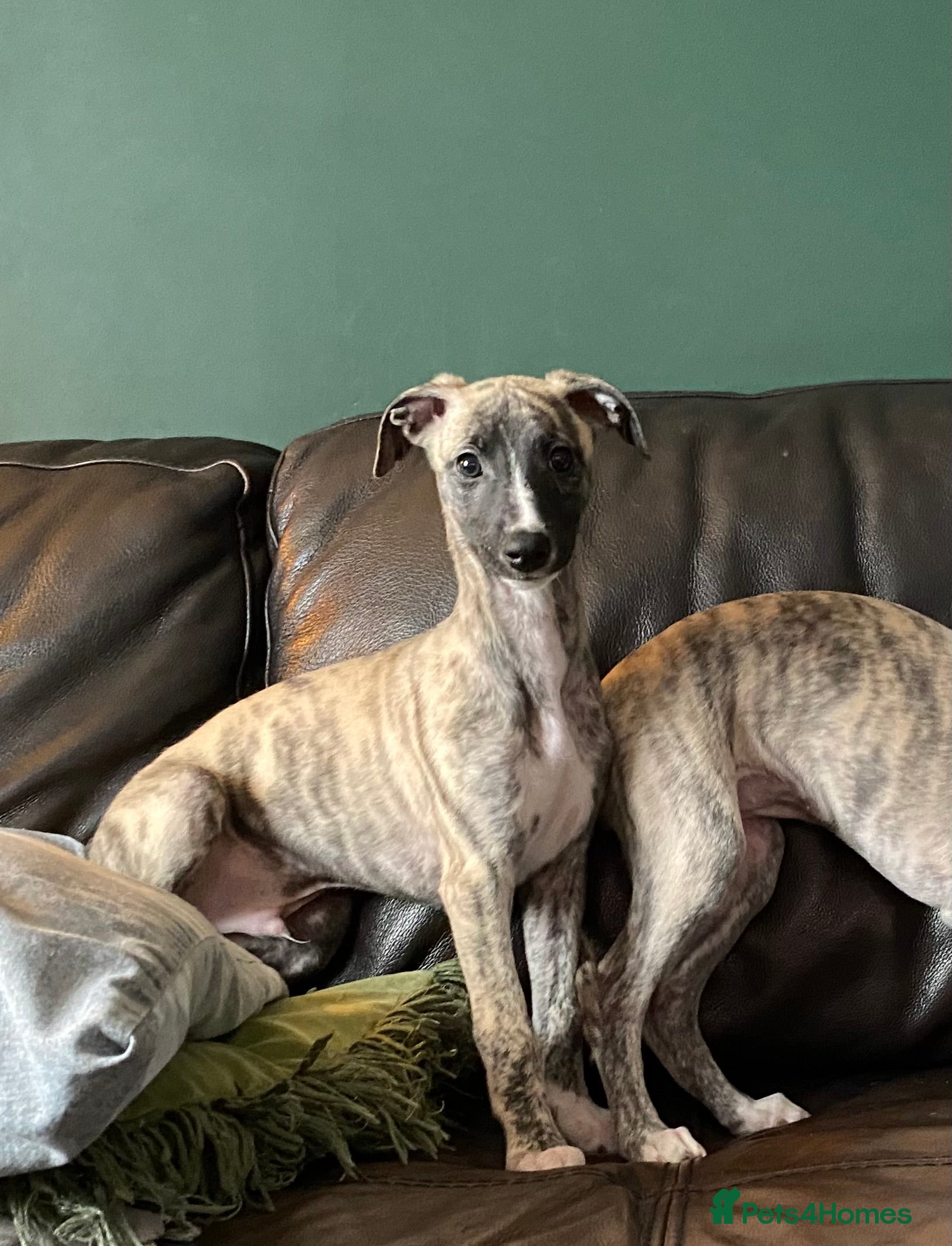 Whippet dogs 🐾✨One Exceptional Brindle Whippet Puppy Boy✨🐾 - Advert 3