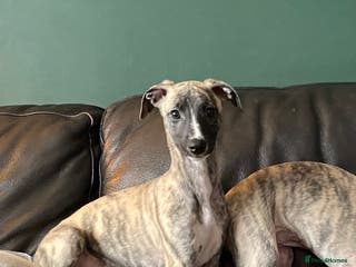 Whippet dogs 🐾✨One Exceptional Brindle Whippet Puppy Boy✨🐾 - Advert 18