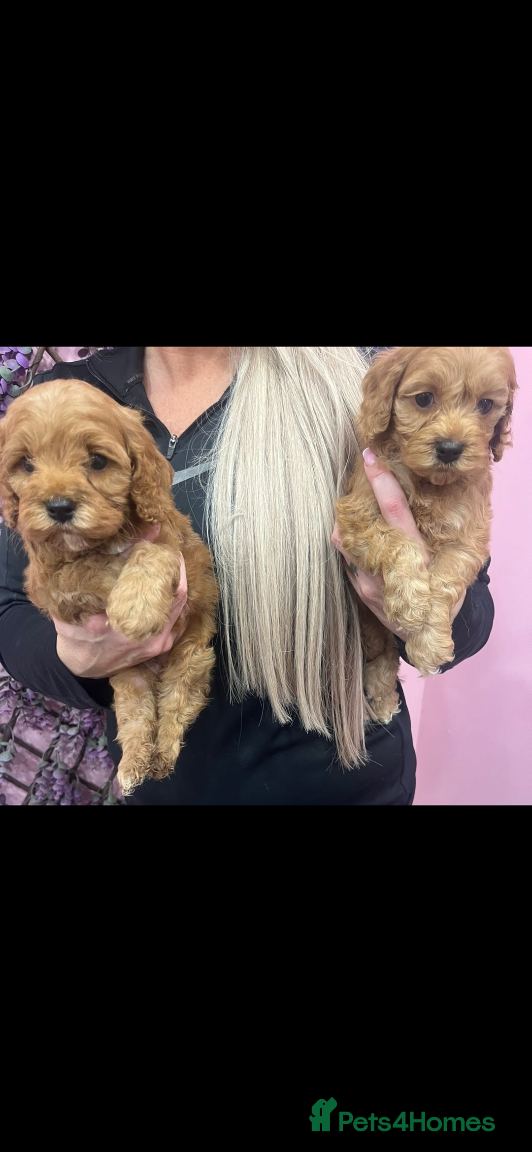 Cavapoo dogs for sale: Cavapoos f1 boys and girls  - Advert 14