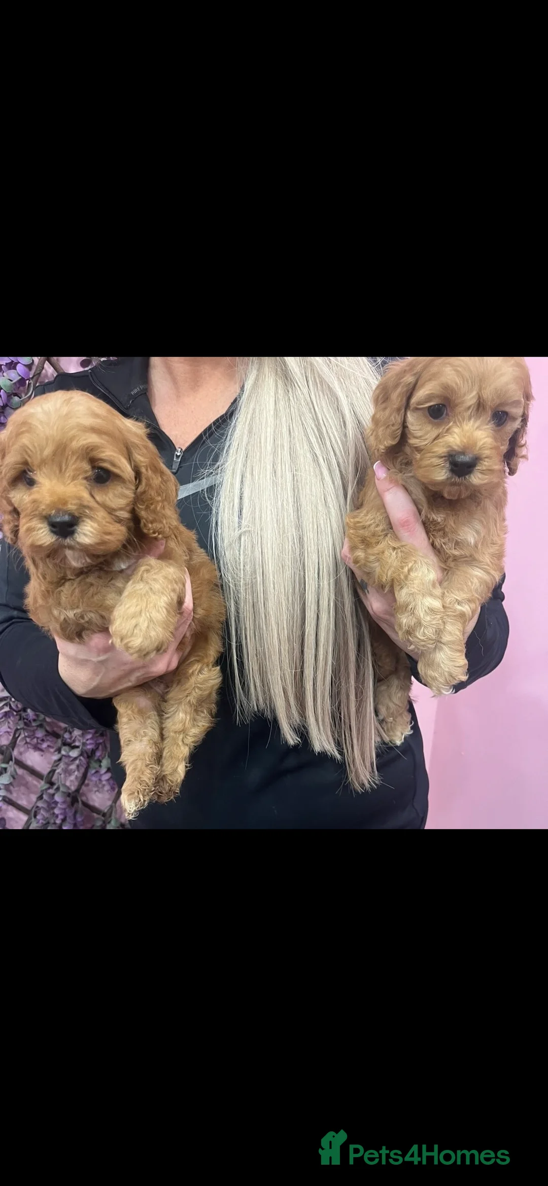 Cavapoo dogs for sale: Cavapoos f1 boys and girls  - Advert 5
