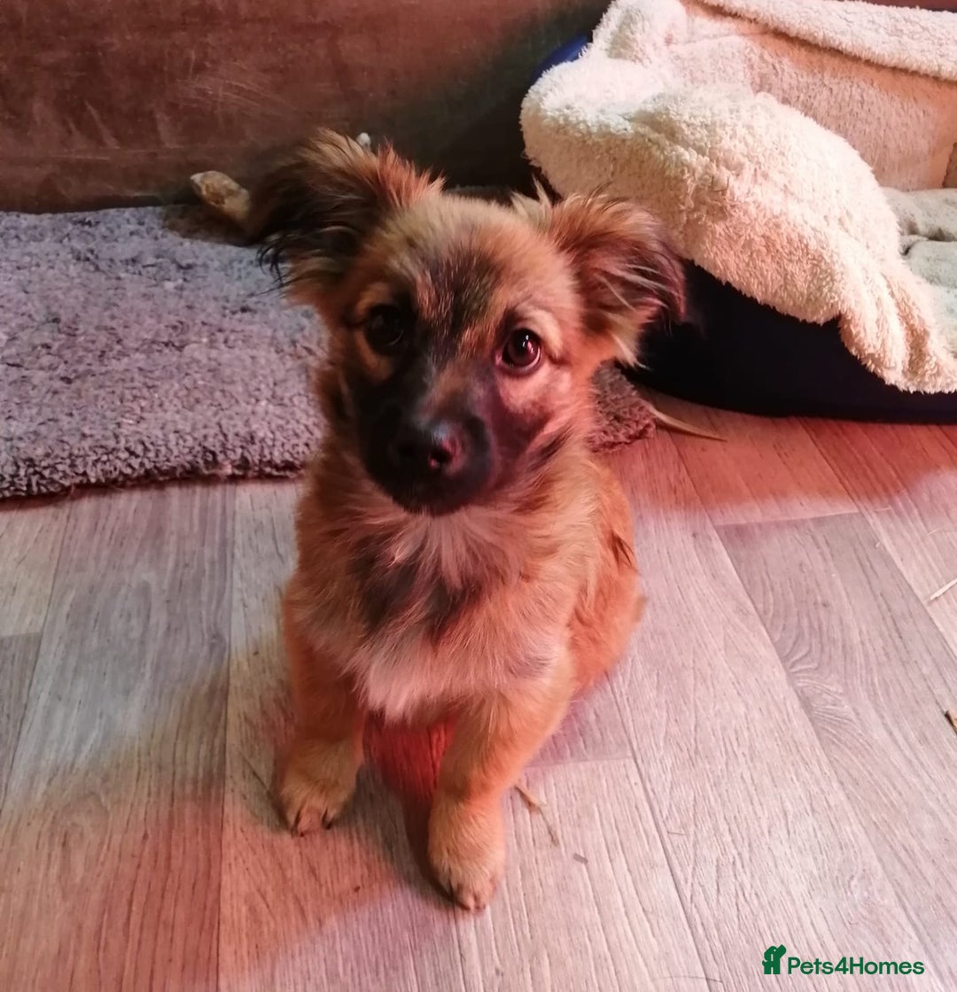 Mixed Breed dogs for adoption: 💙🐶 FUNTIK 🐶💙 - Advert 12