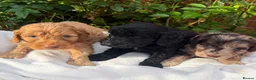 Cockapoo dogs for sale: Cockapoo puppies - Advert 5
