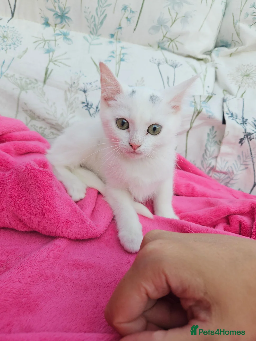 Mixed Breed cats for sale: Female kittens 14 weeks old  - Advert 2