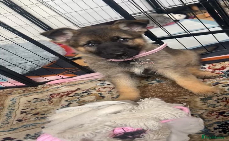 German Shepherd dogs - Advert 10