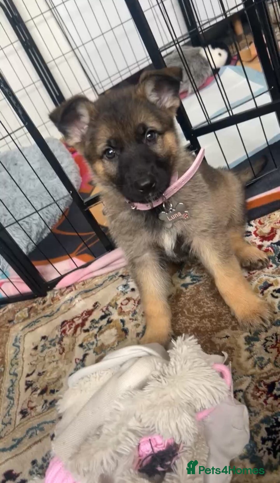 German Shepherd dogs for sale: German Shepherd Puppy  - Image 1