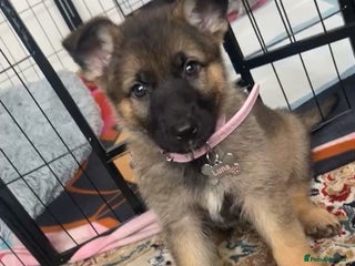 German Shepherd dogs - Advert 1