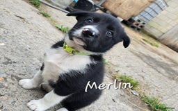 Border Collie dogs for sale:  Any farmers looking for working dogs? - Image 2