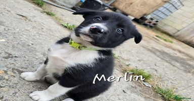 Border Collie dogs - Advert 5