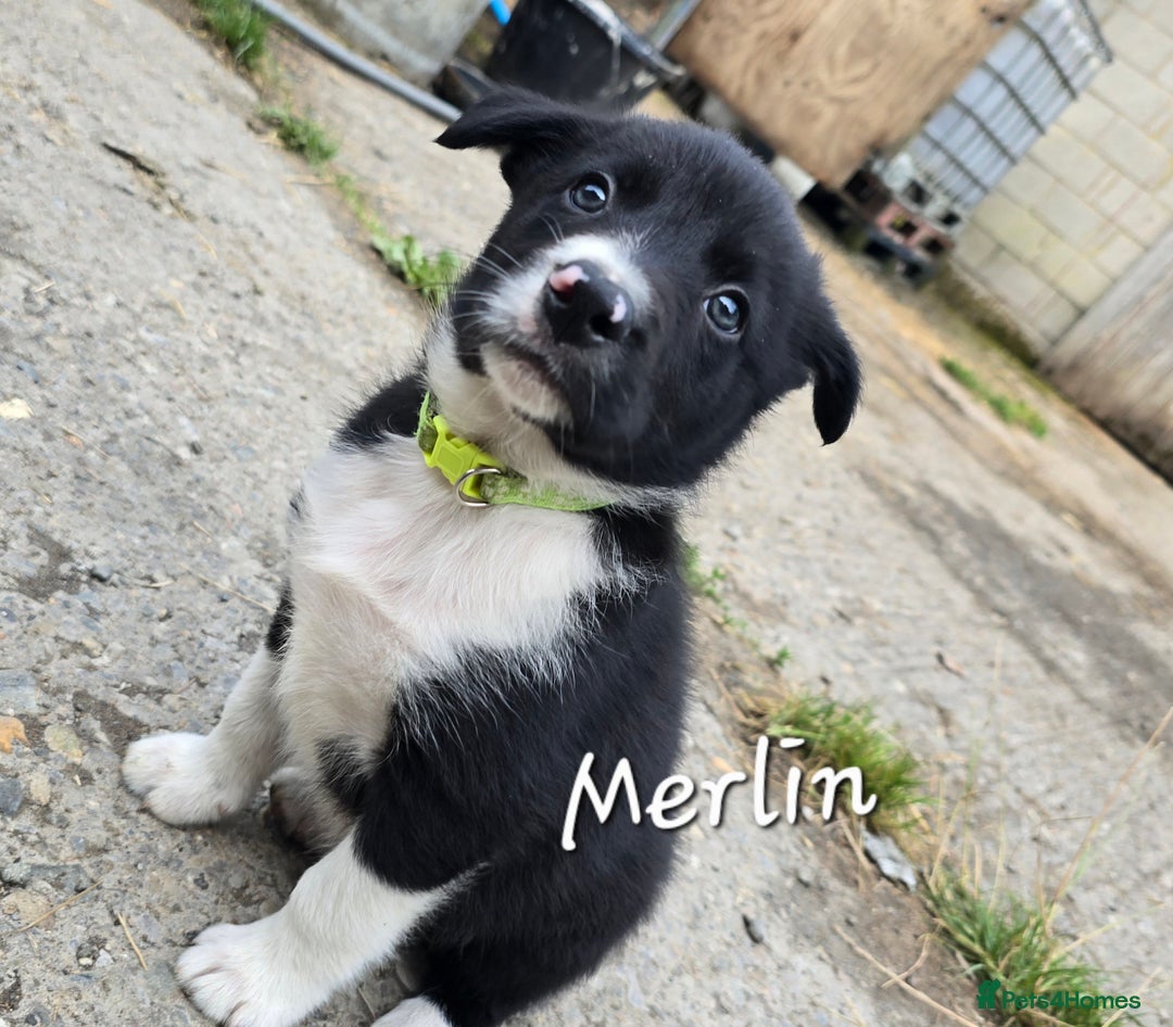Border Collie dogs for sale:  Any farmers looking for working dogs? - Image 2
