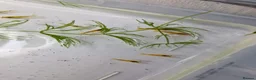 Shrimps fish for sale: Yellow Cherry Shrimp – Neocaridina Aquarium Shrimp - Advert 4